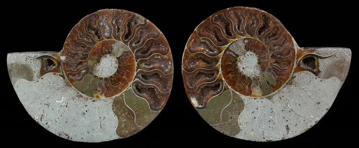 Bargain, Sliced Fossil Ammonite Pair #51484